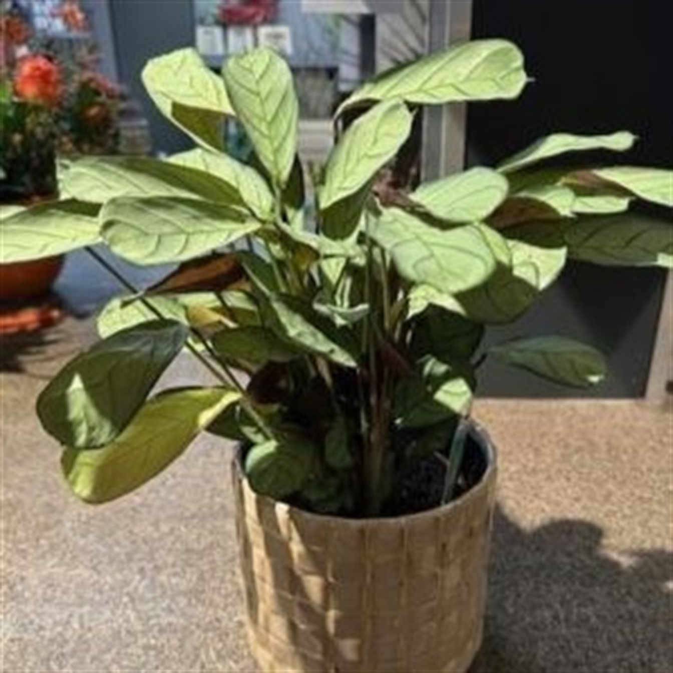 Groene Plant in pot